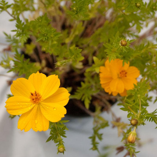 Cosmos, Yellow (pack)