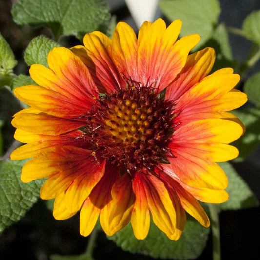 Gaillardia, Blanketflower (1/4 lb), Garden from Grow Organic