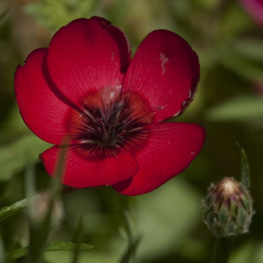 Flax, Scarlet (1/4 lb), Garden from Grow Organic