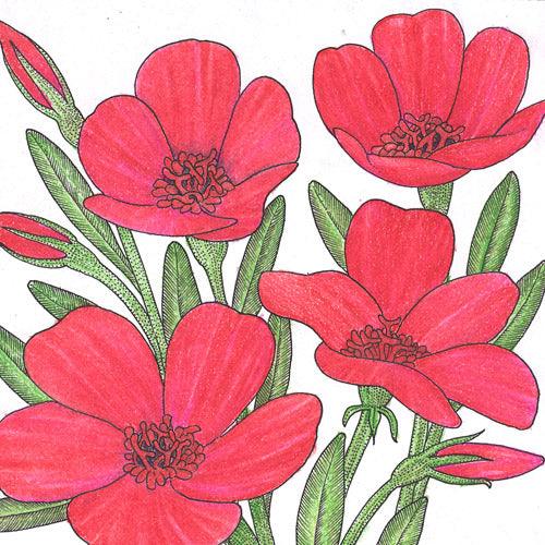 Flax, Scarlet (pack)