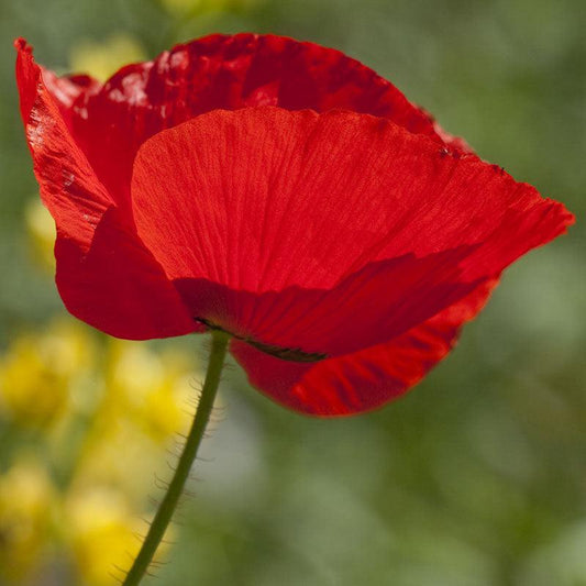 Poppy, Corn (1/4 lb), Garden from Grow Organic