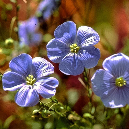 Flax, Blue (1/4 lb), Garden from Grow Organic