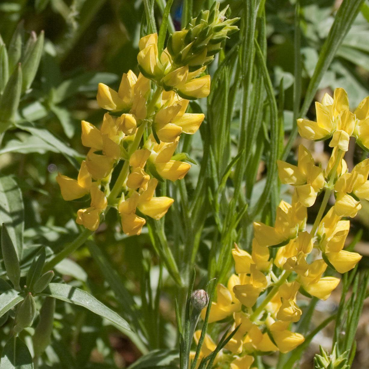 Lupine, Yellow (pack)