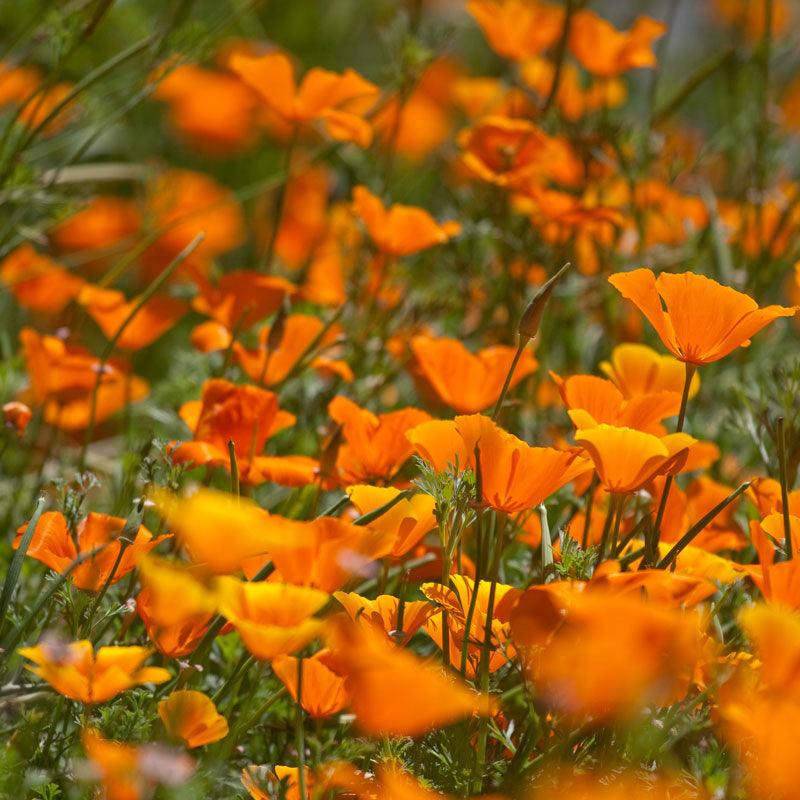 Poppy, California Golden (1/4 lb), Garden from Grow Organic