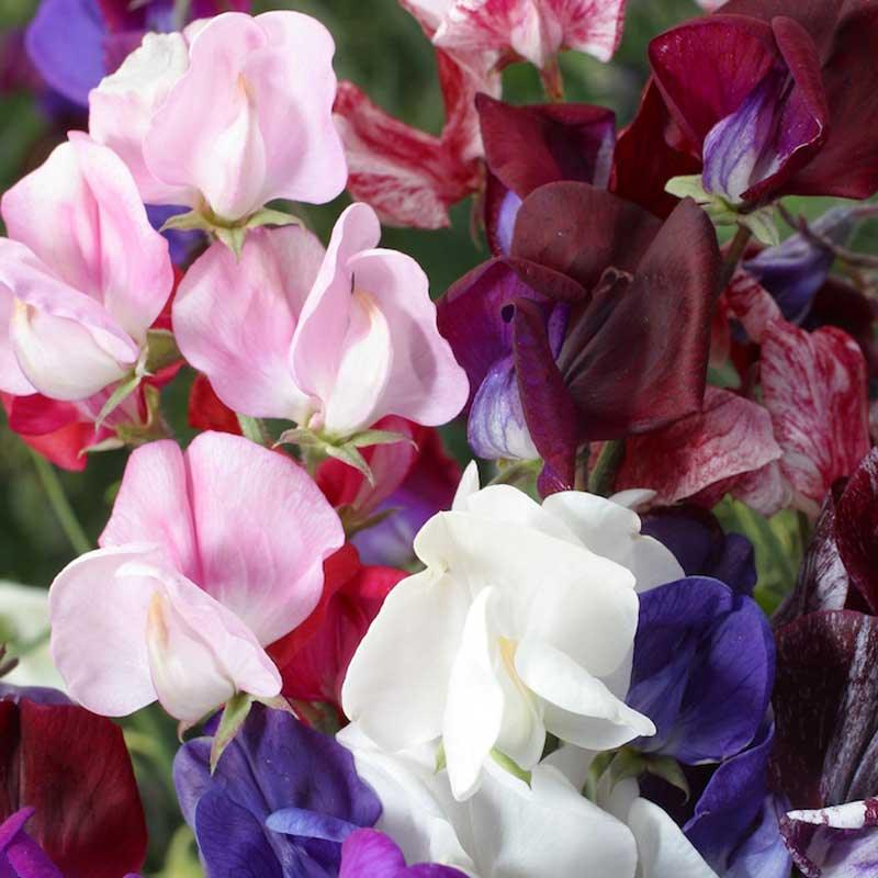 Sweet Pea, Old Spice Mix (1/4 lb), Garden from Grow Organic