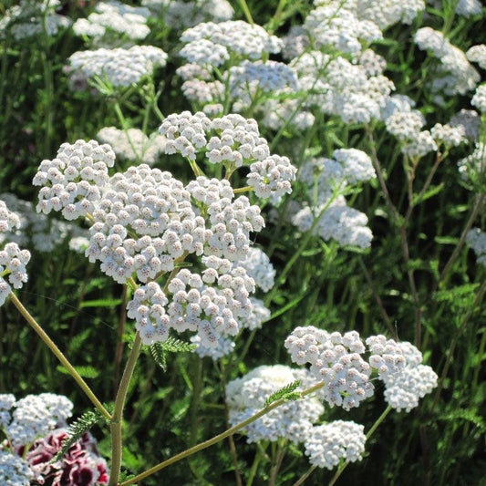 Yarrow, White (1/4 lb), Garden from Grow Organic