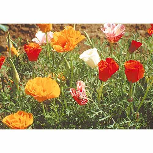 California Poppy, Mission Bells (1/4 lb), Garden from Grow Organic