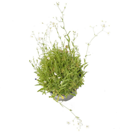Low Growing Wildflower Mix (1/4 lb), Garden from Grow Organic