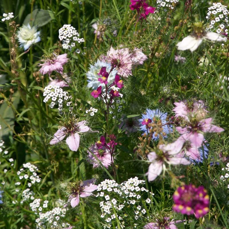 Fragrant Garden Wildflower Mix (1/4 lb), Garden from Grow Organic