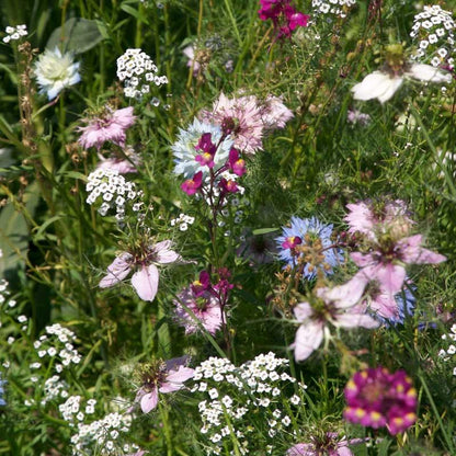 Fragrant Garden Wildflower Mix (1/4 lb), Garden from Grow Organic