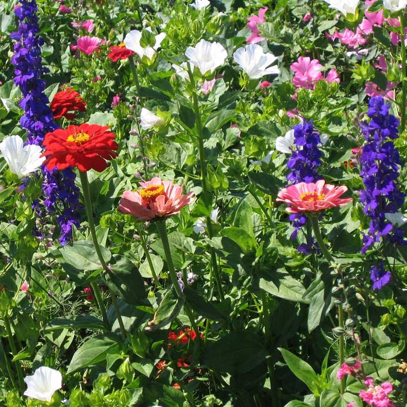 Hummingbird Garden Wildflower Mix (pack)