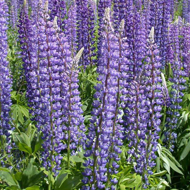Lupine, Perennial (1/4 lb), Garden from Grow Organic