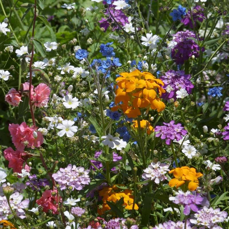 North American Shade Wildflower Mix (1/4 lb), Garden from Grow Organic