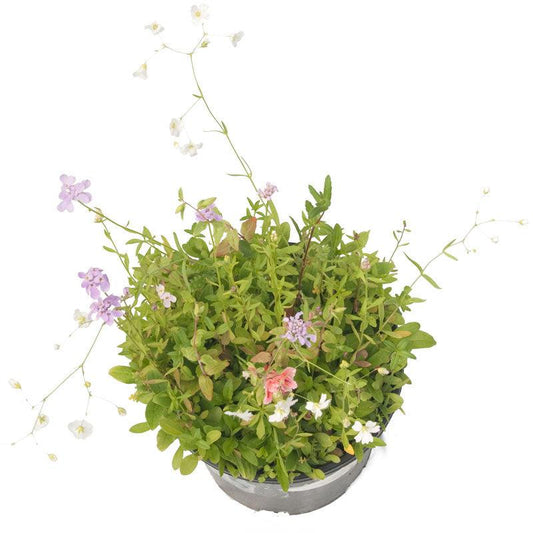 North American Shade Wildflower Mix (pack)