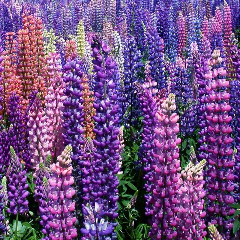 Lupine, Russell (lb), Garden from Grow Organic