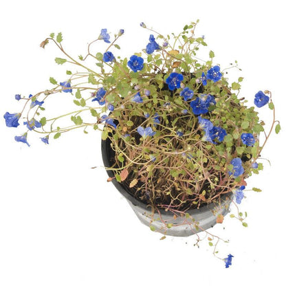 California Blue Bells (pack)