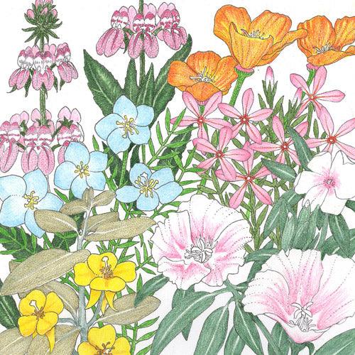 California Coastal Wildflower Mix (pack)