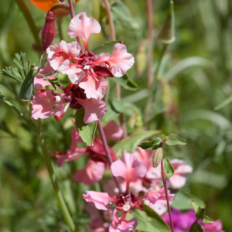 Mountain Garland (1/4 lb), Garden from Grow Organic