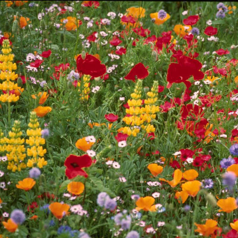 Northwest Wildflower Mix (1/4 lb), Garden from Grow Organic