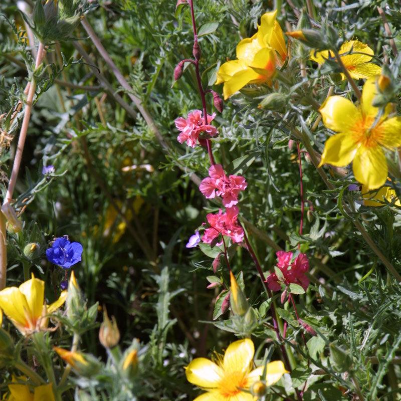 Southwest Native Wildflower Mix (1/4 lb), Garden from Grow Organic