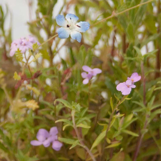 California Low-Growing Wildflower Mix (1/4 lb), Garden from Grow Organic