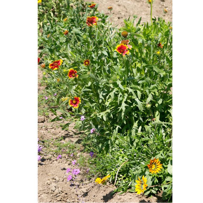 California Perennial Wildflower Mix (pack)