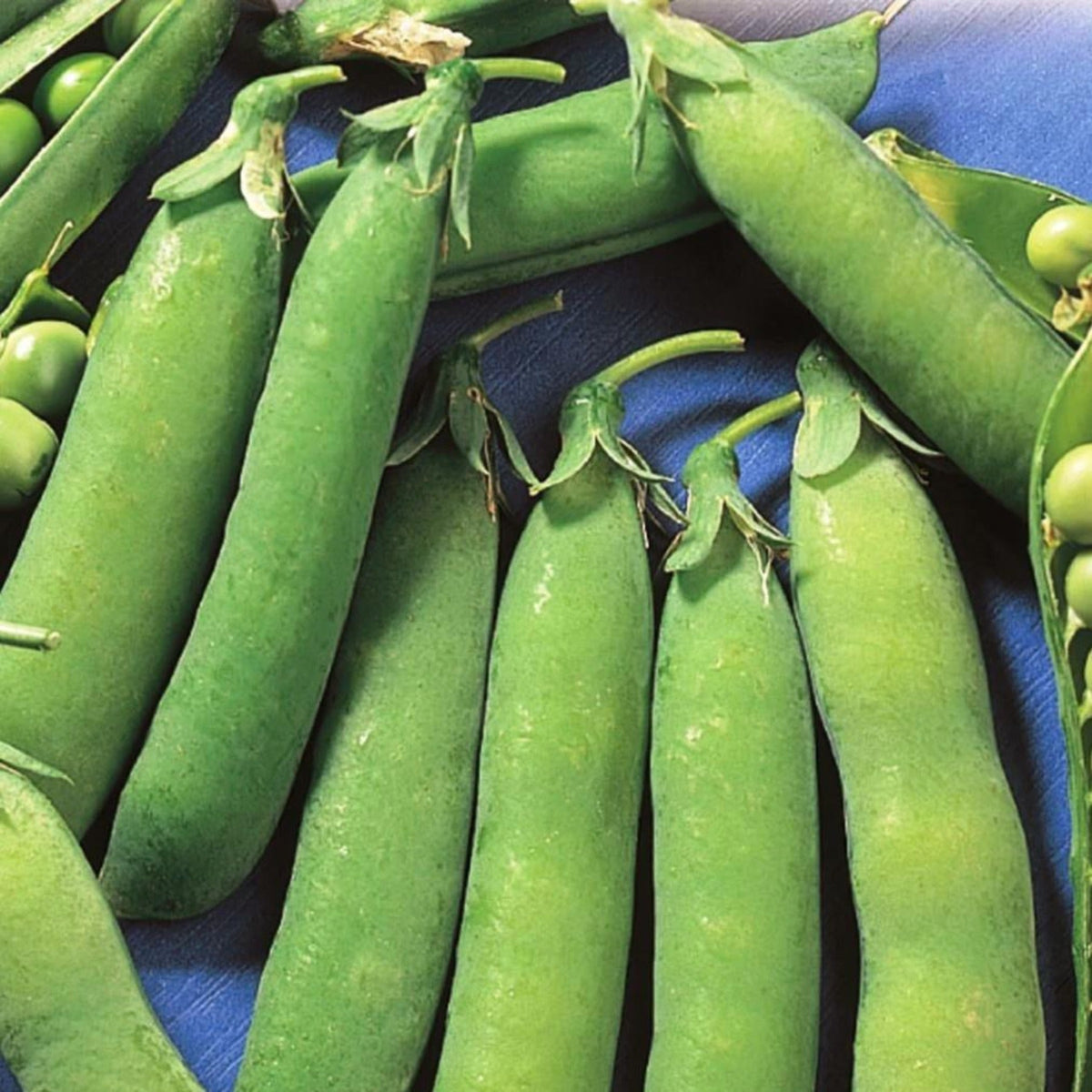 Tall Telephone Vining Treated Pea Seeds by Papaws Garden Supply