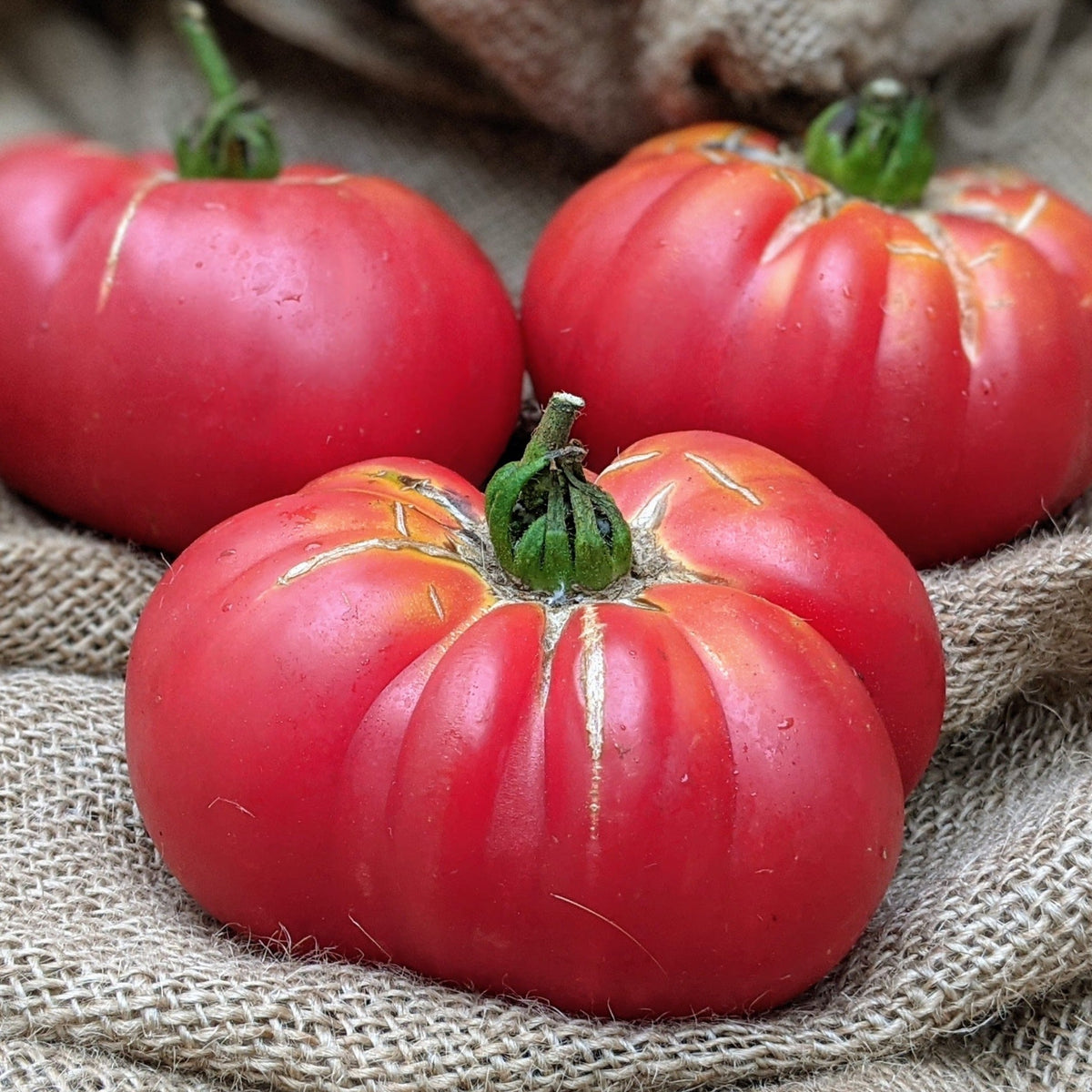 Tiffen Mennonite Tomato by MIgardener