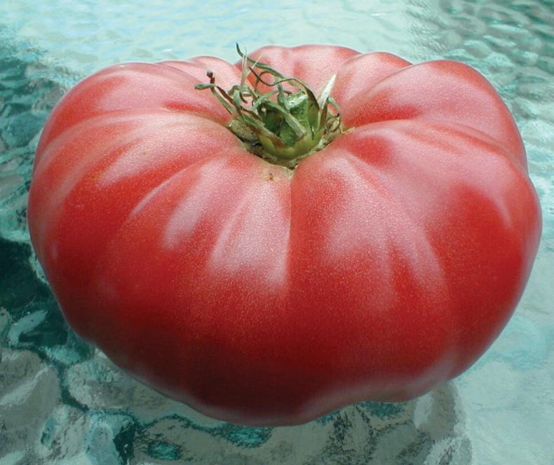 Watermelon Beefsteak Tomato by MIgardener