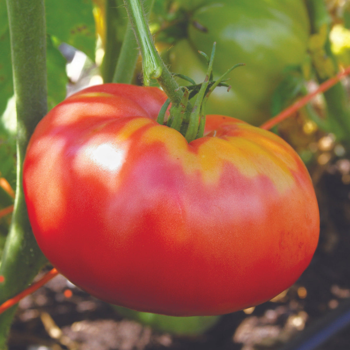 German Pink Tomato by MIgardener