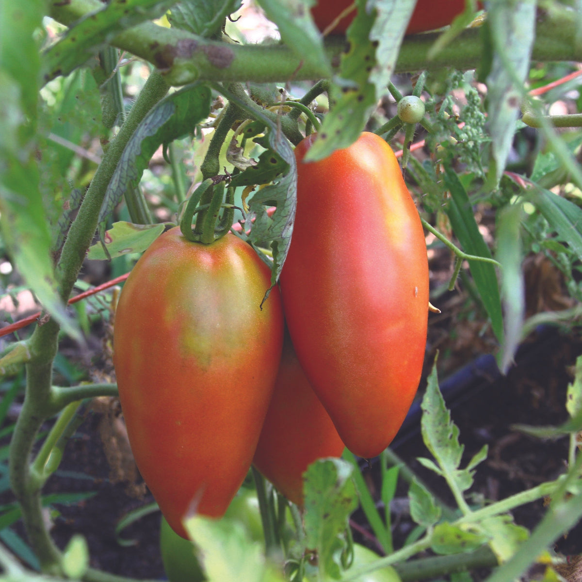 Inciardi Paste Tomato by MIgardener