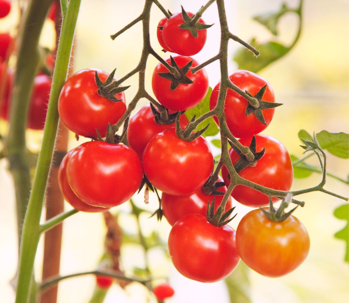 Peace Vine Cherry Tomato by MIgardener