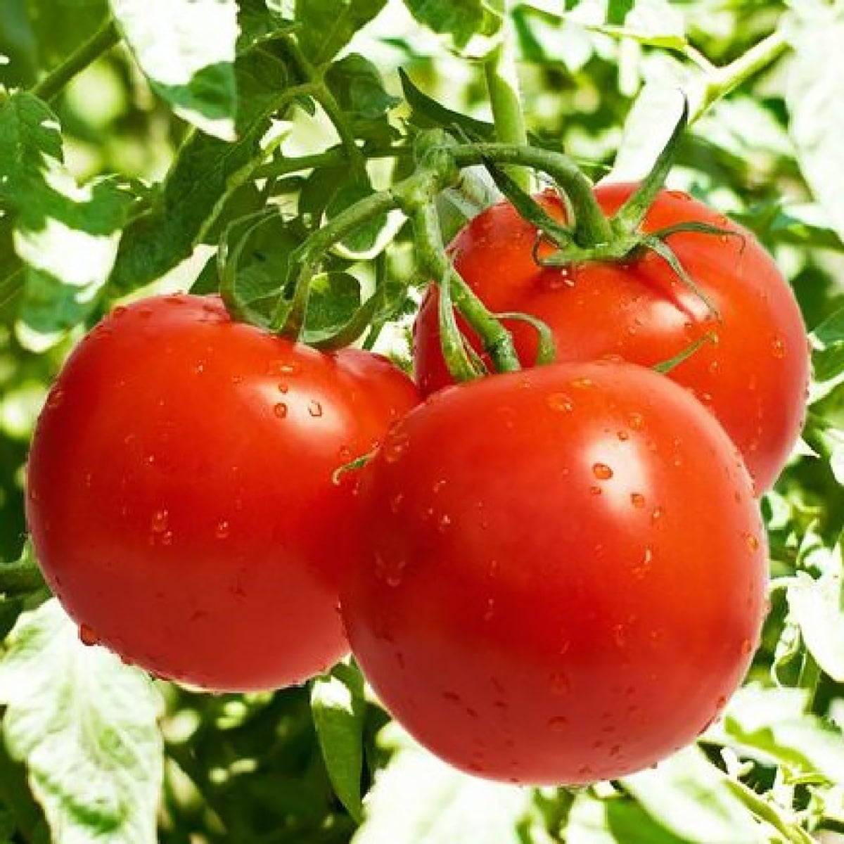 Bonnie Best Tomato by MIgardener