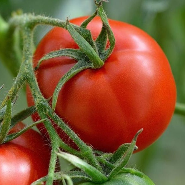 Manitoba Tomato by MIgardener