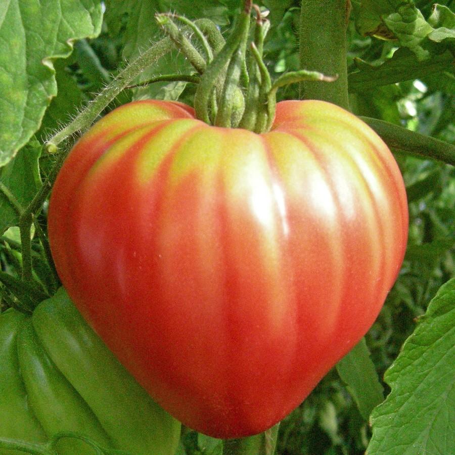 Pink Oxheart Tomato by MIgardener