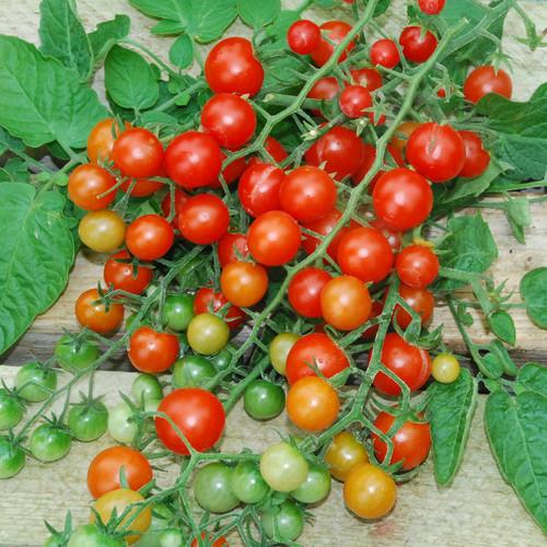 Tess's Land Race Currant Tomato by MIgardener
