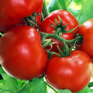Boxcar Willie Tomato by MIgardener
