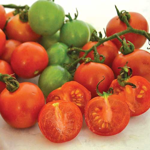 Tommy Toe Tomato by MIgardener