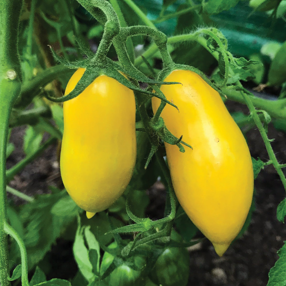 Banana Legs Tomato by MIgardener