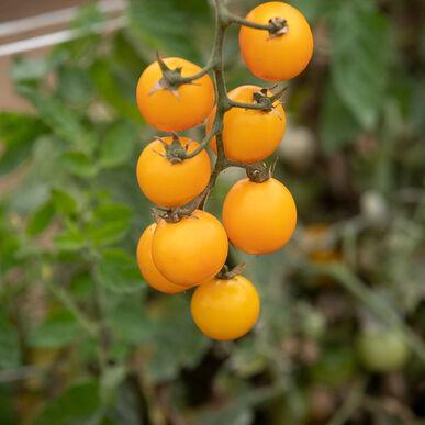 Gold Nuggets Tomato by MIgardener