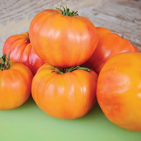 Old German Tomato by MIgardener