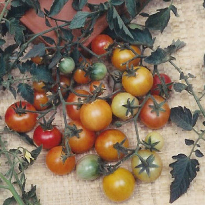 Bi-color Cherry Tomato Seeds (Organic), Garden from Grow Organic