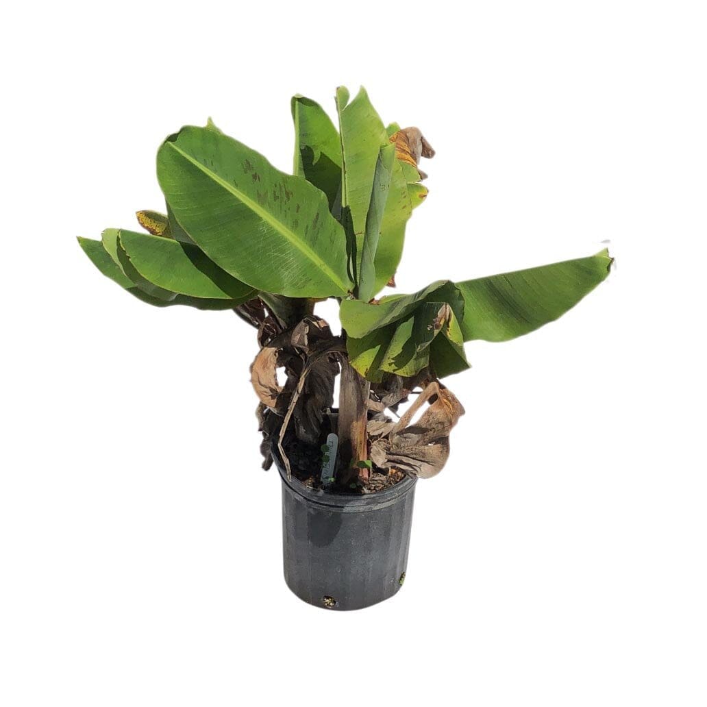 Truly Tiny Banana Dwarf Tree from Everglades Farm