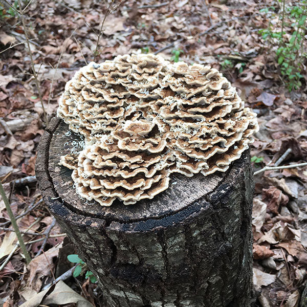 Turkey Tail Plugs - (Trametes versicolor), Garden from Mushroom Mountain