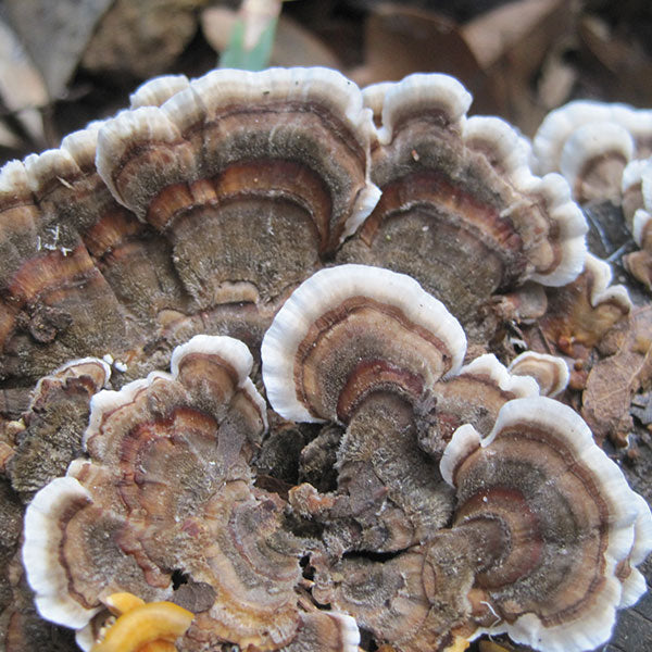 Turkey Tail Plugs - (Trametes versicolor), Garden from Mushroom Mountain