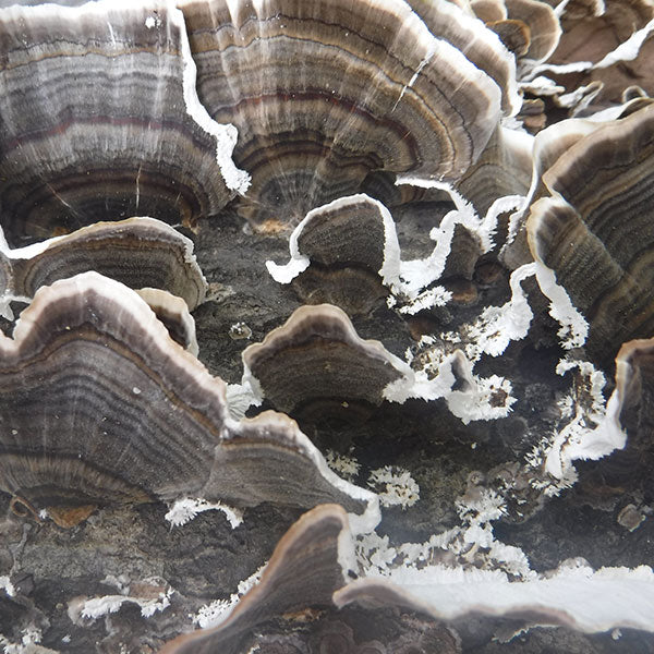 Turkey Tail Plugs - (Trametes versicolor), Garden from Mushroom Mountain