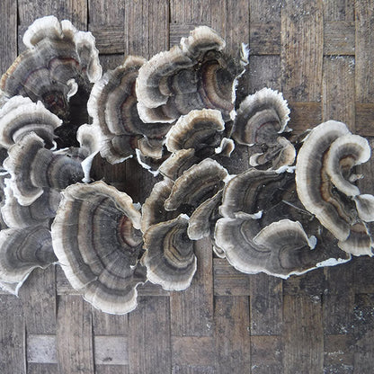 Turkey Tail Plugs - (Trametes versicolor), Garden from Mushroom Mountain