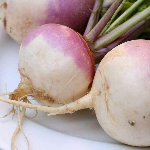 Purple Top White Globe Turnip Seeds (Organic), Garden from Grow Organic