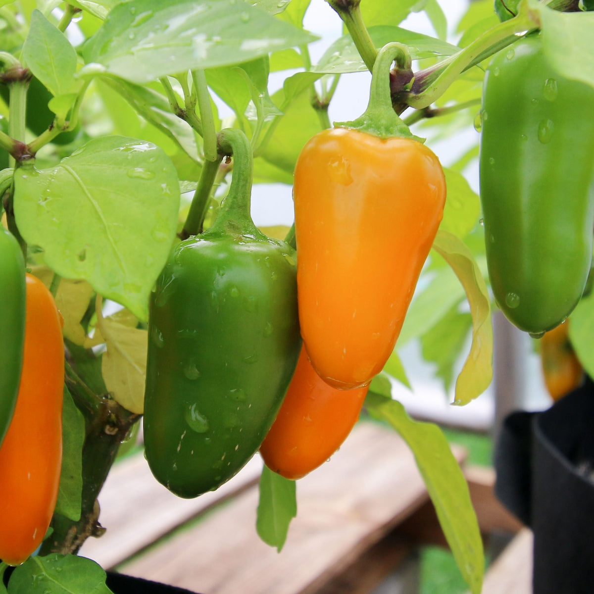 Pumpkin Spice Jalapeno Pepper by MIgardener