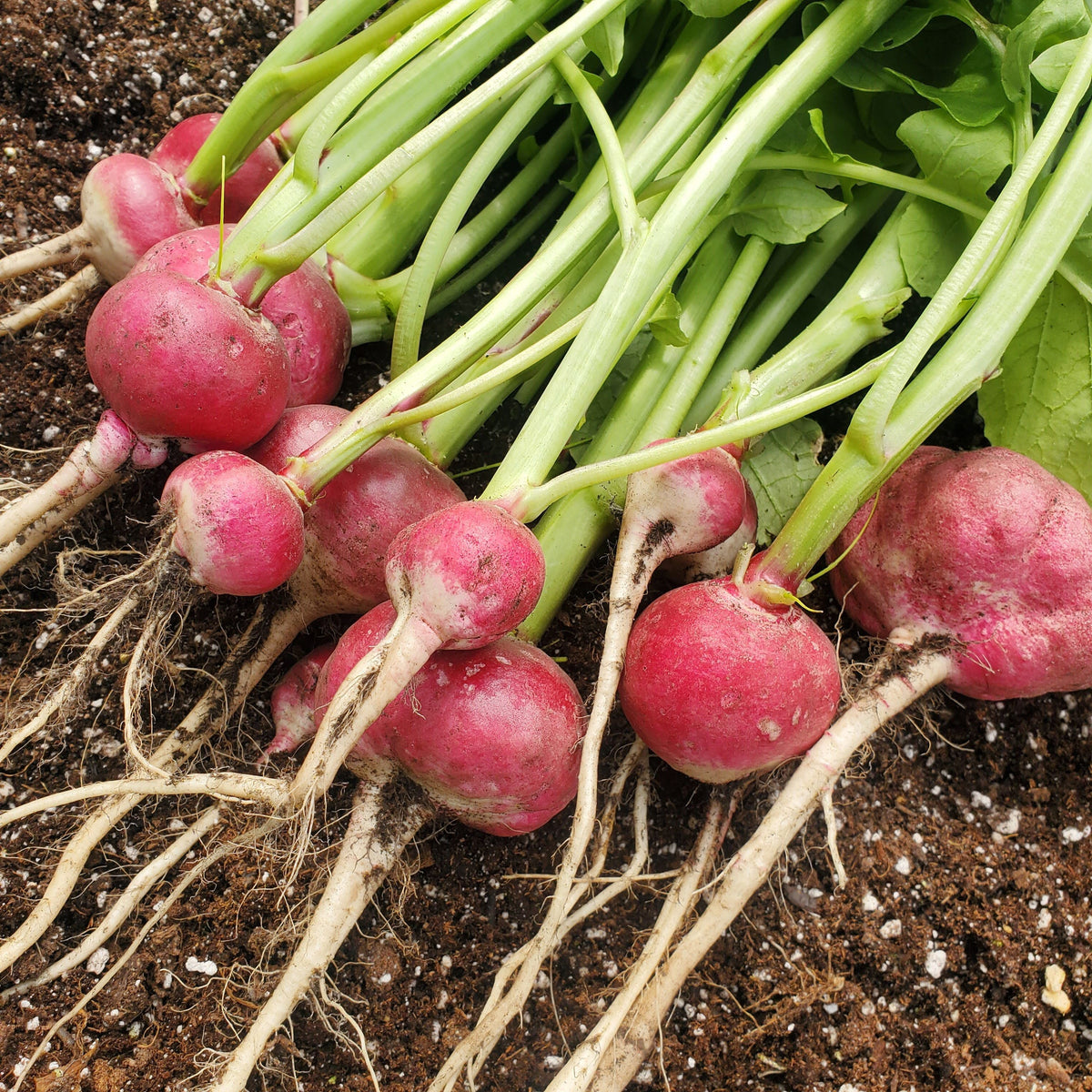 Lady Slipper Radish by MIgardener